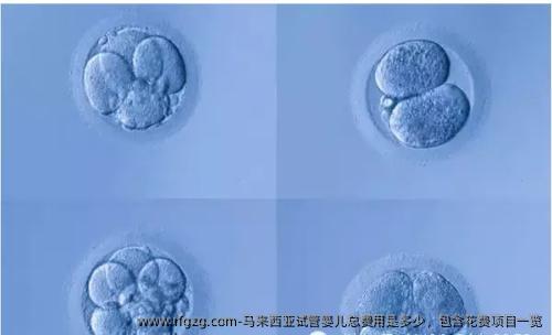 马来西亚代孕总费用是多少，包含花费项目一览