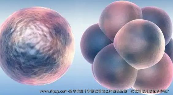 哈尔滨红十字做试管怎么样该医院做一次代孕要花多少钱？