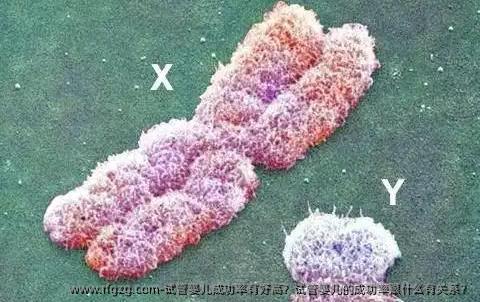 代孕成功率有好高？代孕的成功率跟什么有关系？